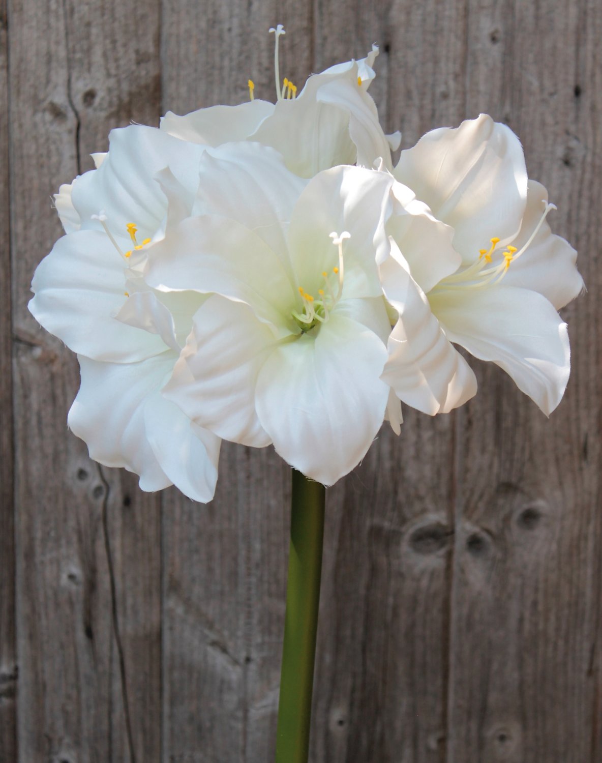 Amaryllis artificiale, 71 cm, bianco