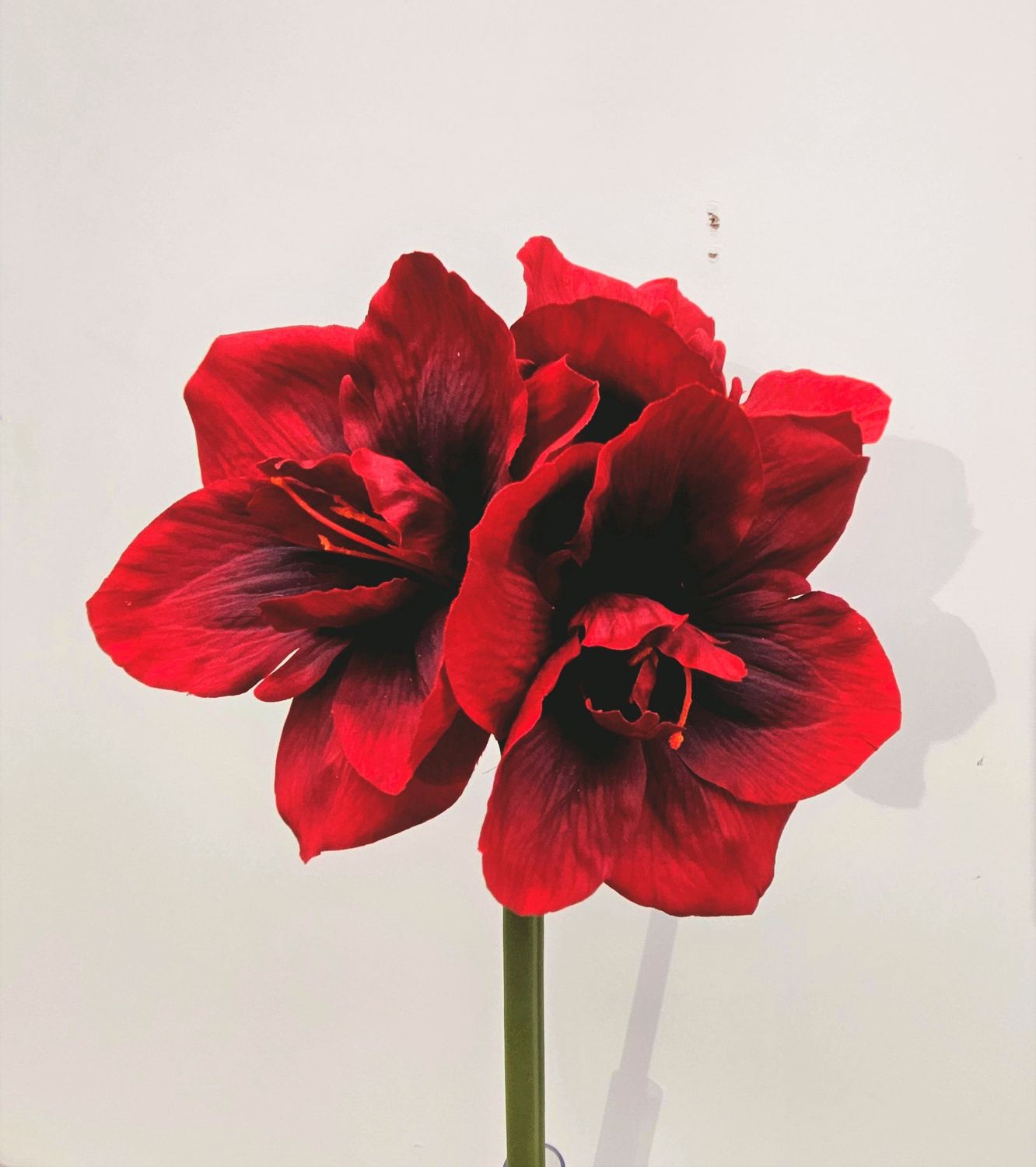 Artificial amaryllis "Deluxe", 61 cm, burgundy red
