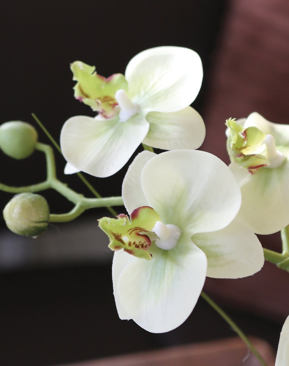Künstliche Orchidee Phalaenopsis in Schale, 30 cm, Real Touch Soft, creme-grün