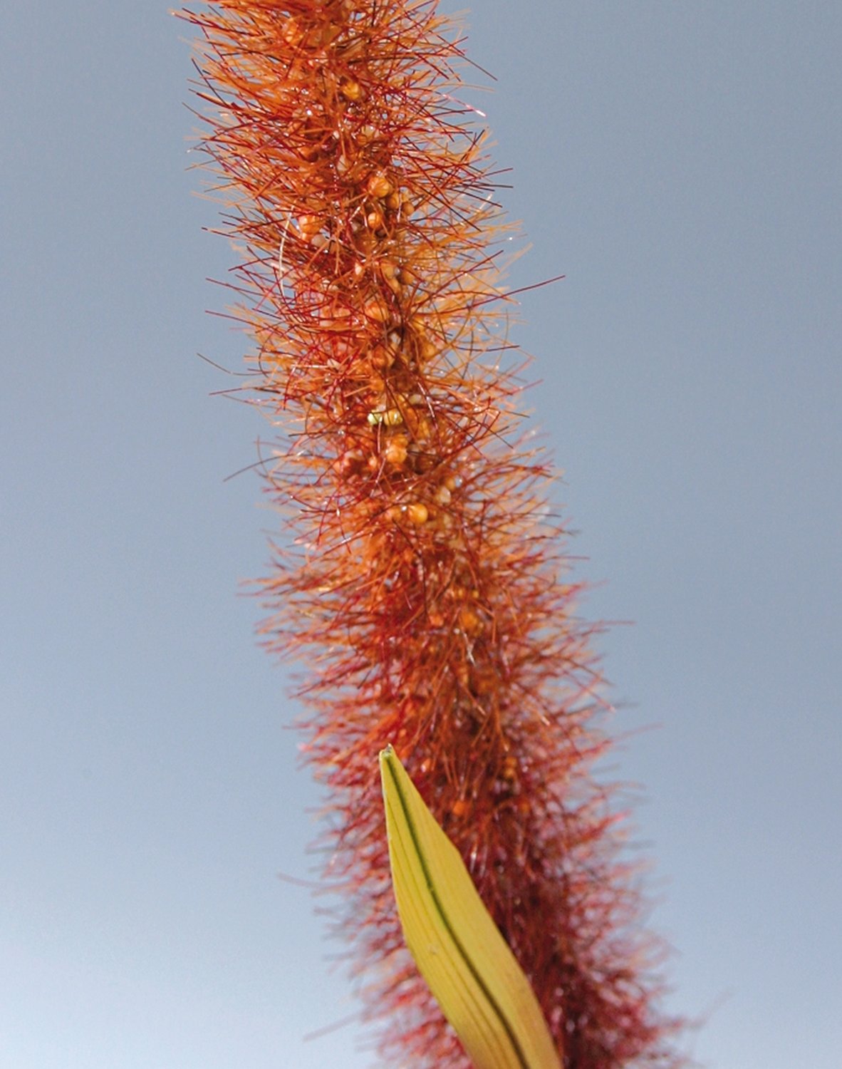 Künstliche Liriope, 4-fach, 95 cm, burgunderrot
