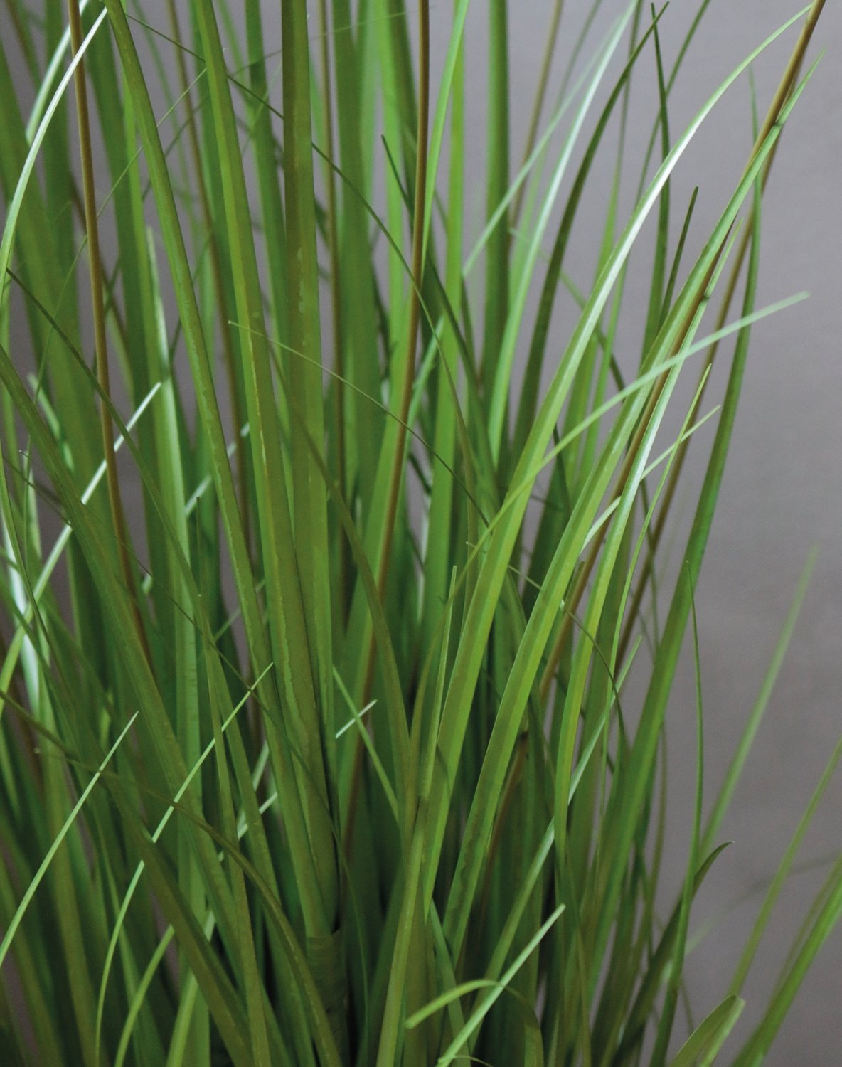 Artificial tuft of grass 'Chinese fountain grass', potted, 76 cm, green-white