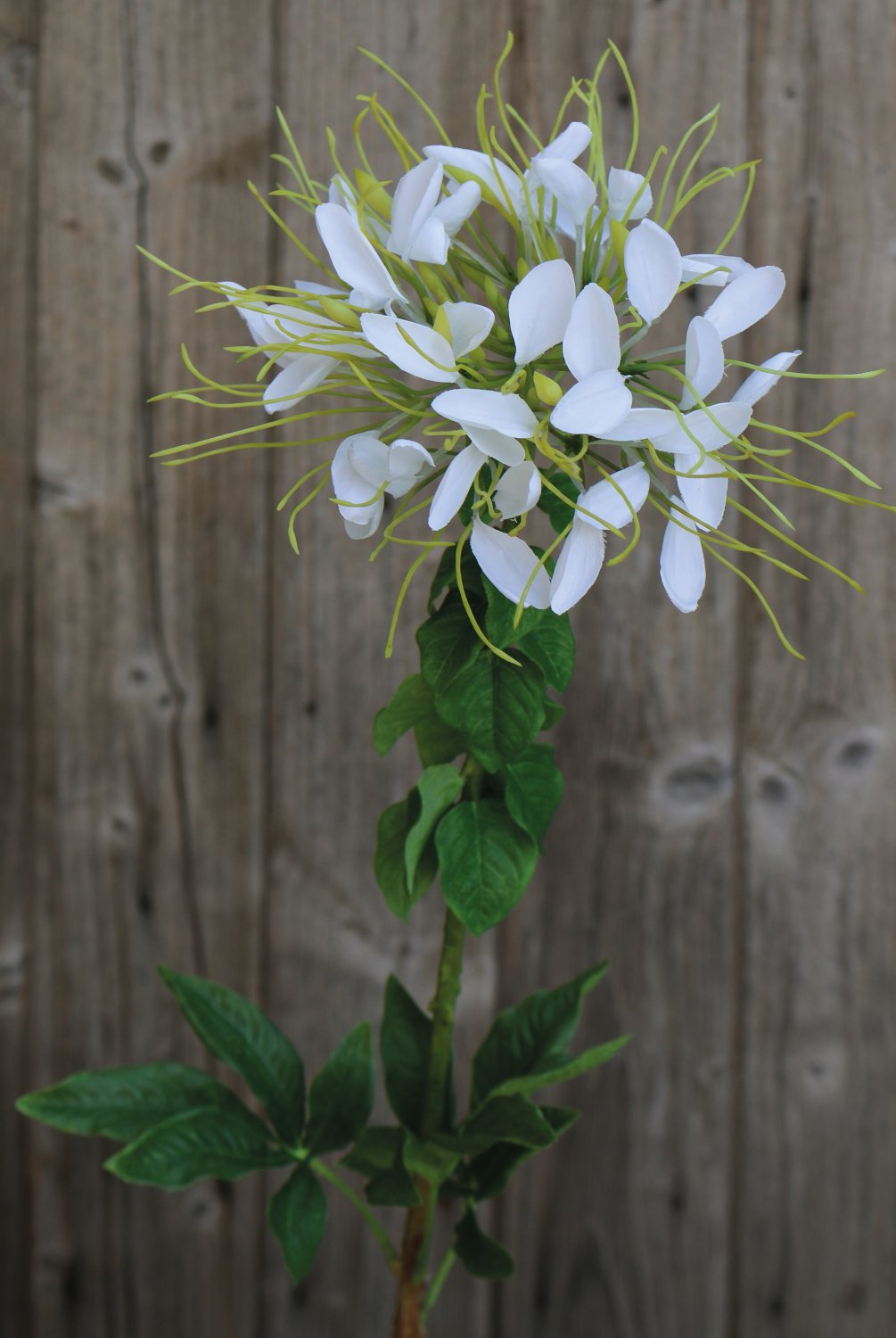 Artificial spider flower (cleome), 85 cm, beige-white