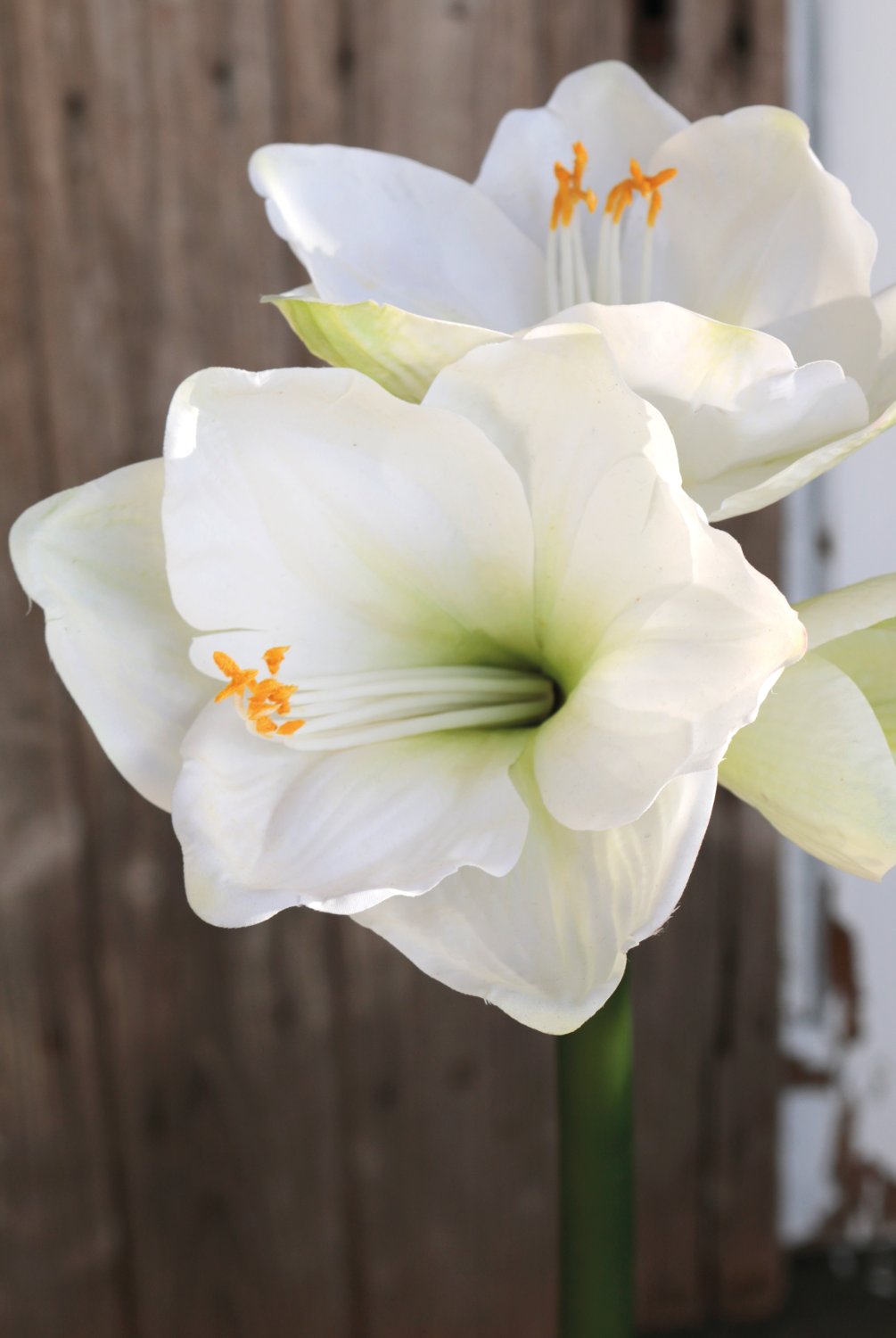 Amaryllis artificiale, 66 cm, bianco-verde