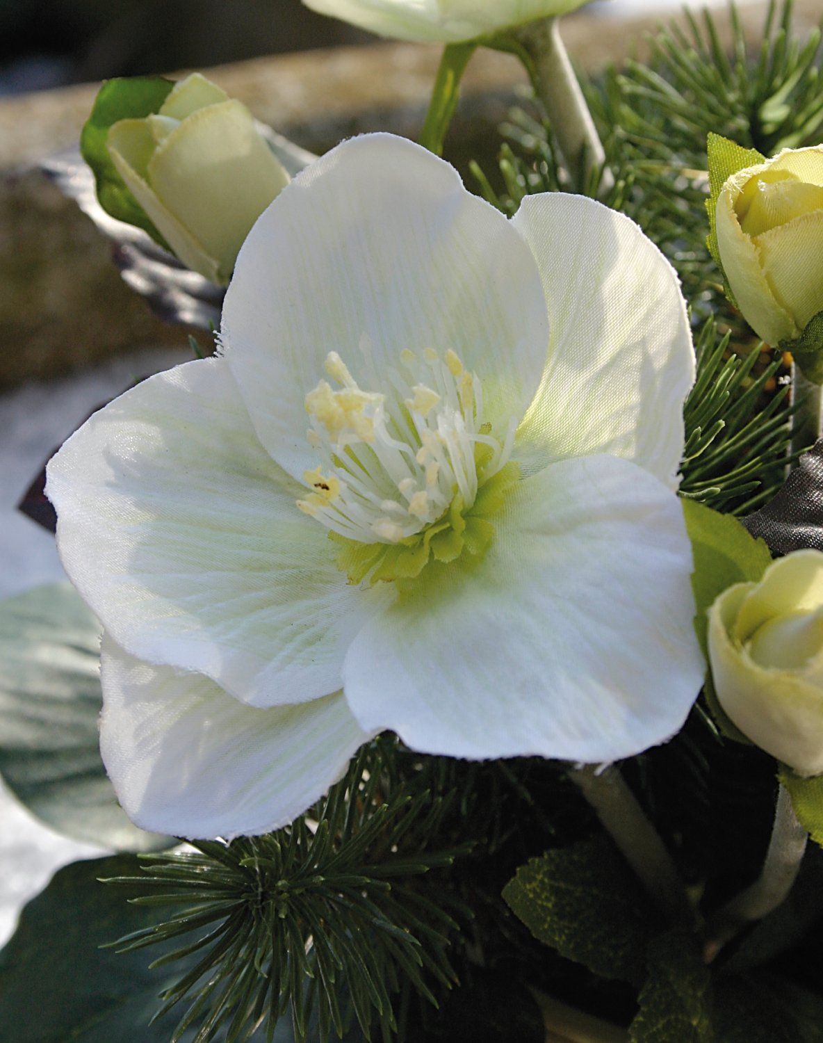 Künstliche Christrosen im Topf, mit Tanne, 20 cm, creme-weiß