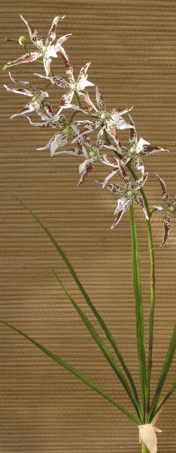 Orchidea Odontoglossum artificiale, 103 cm, crema-marrone