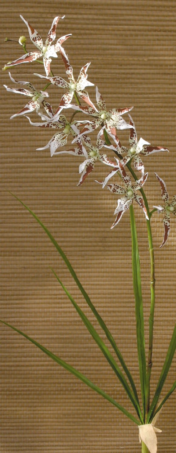 Künstliche Orchidee Odontoglossum, 103 cm, creme-braun