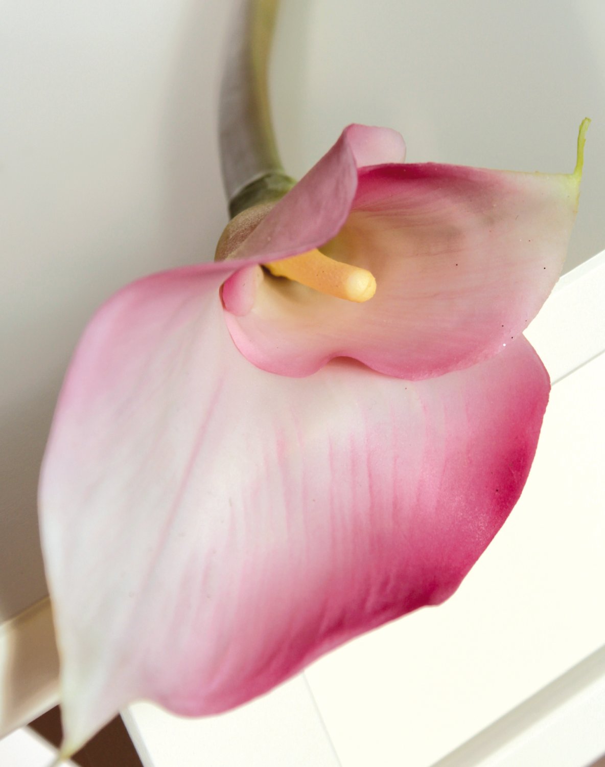 Künstliche Calla 'doppelt', 77 cm, Real Touch, rosa-weiß