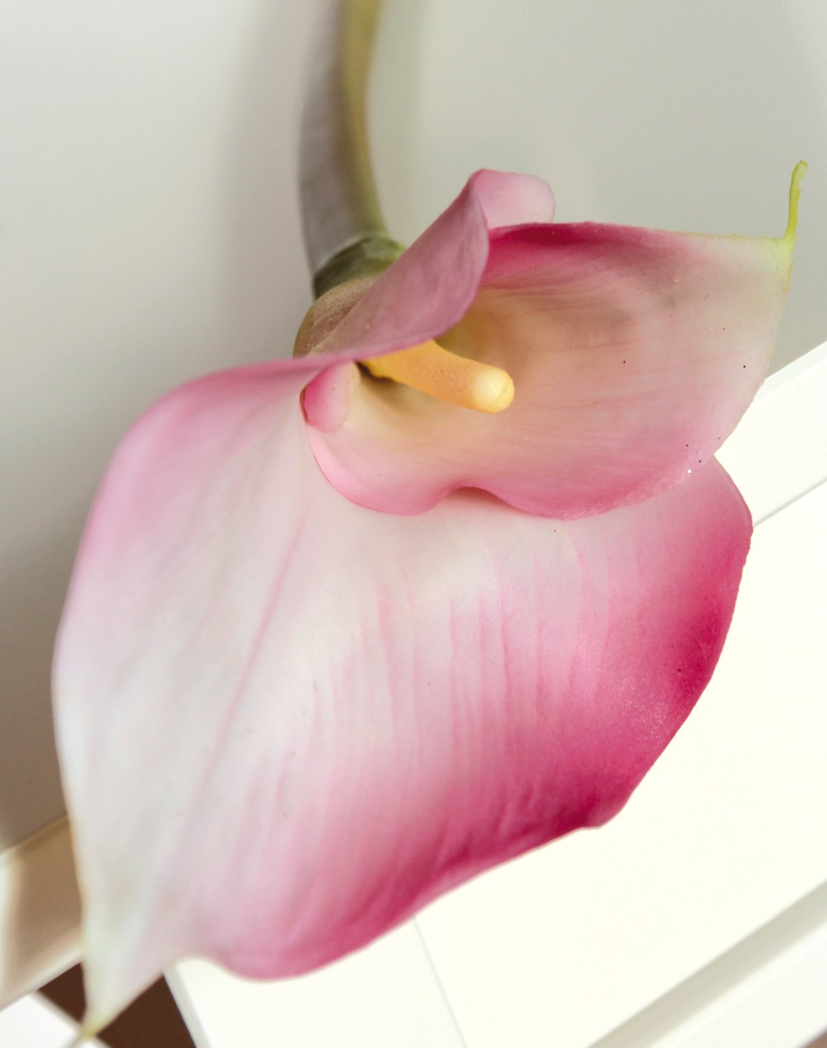 Calla artificiale 'doppia', 77 cm, Real Touch, rosa-bianco