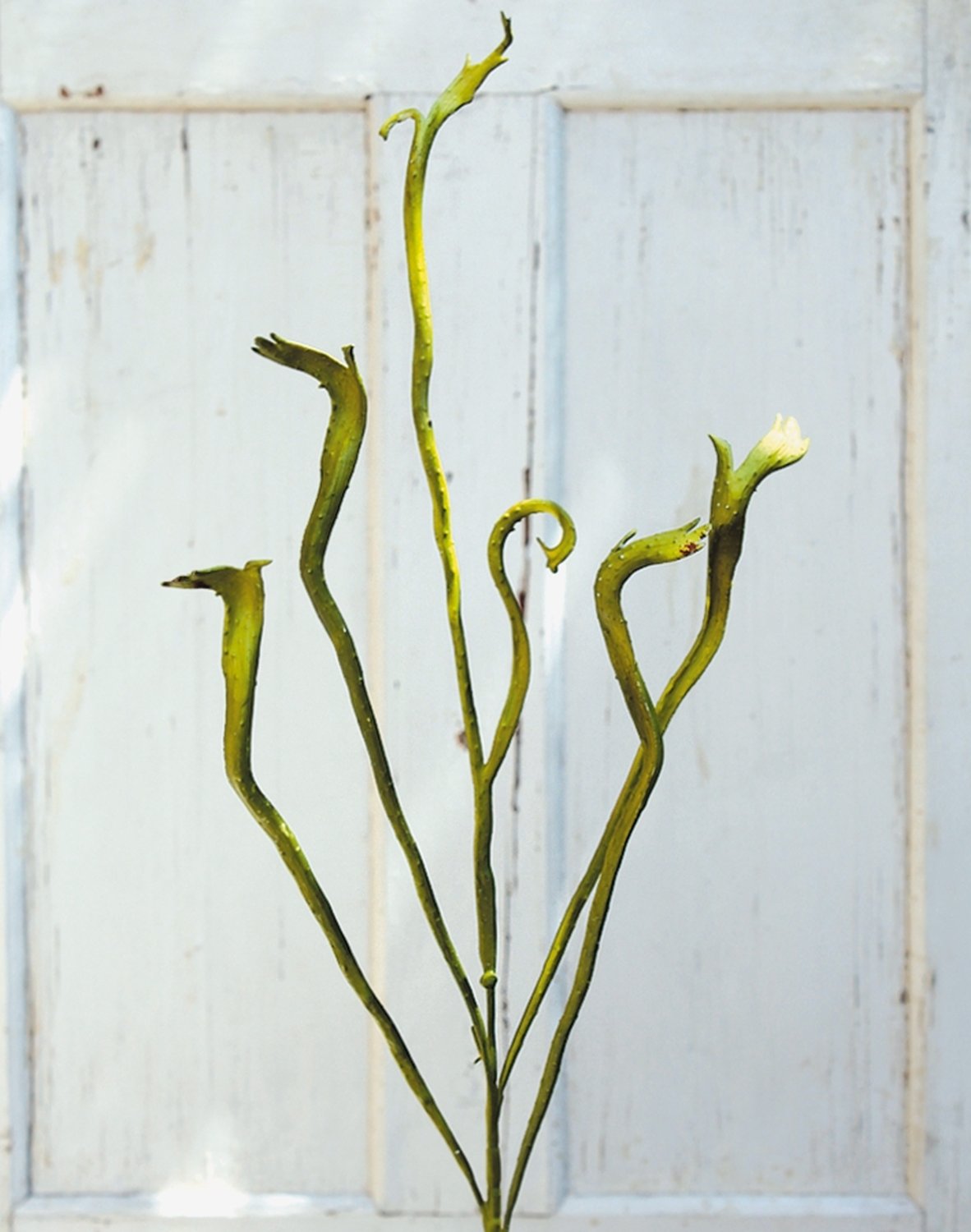 Künstlicher Drachenweiden Zweig, 118 cm, grün
