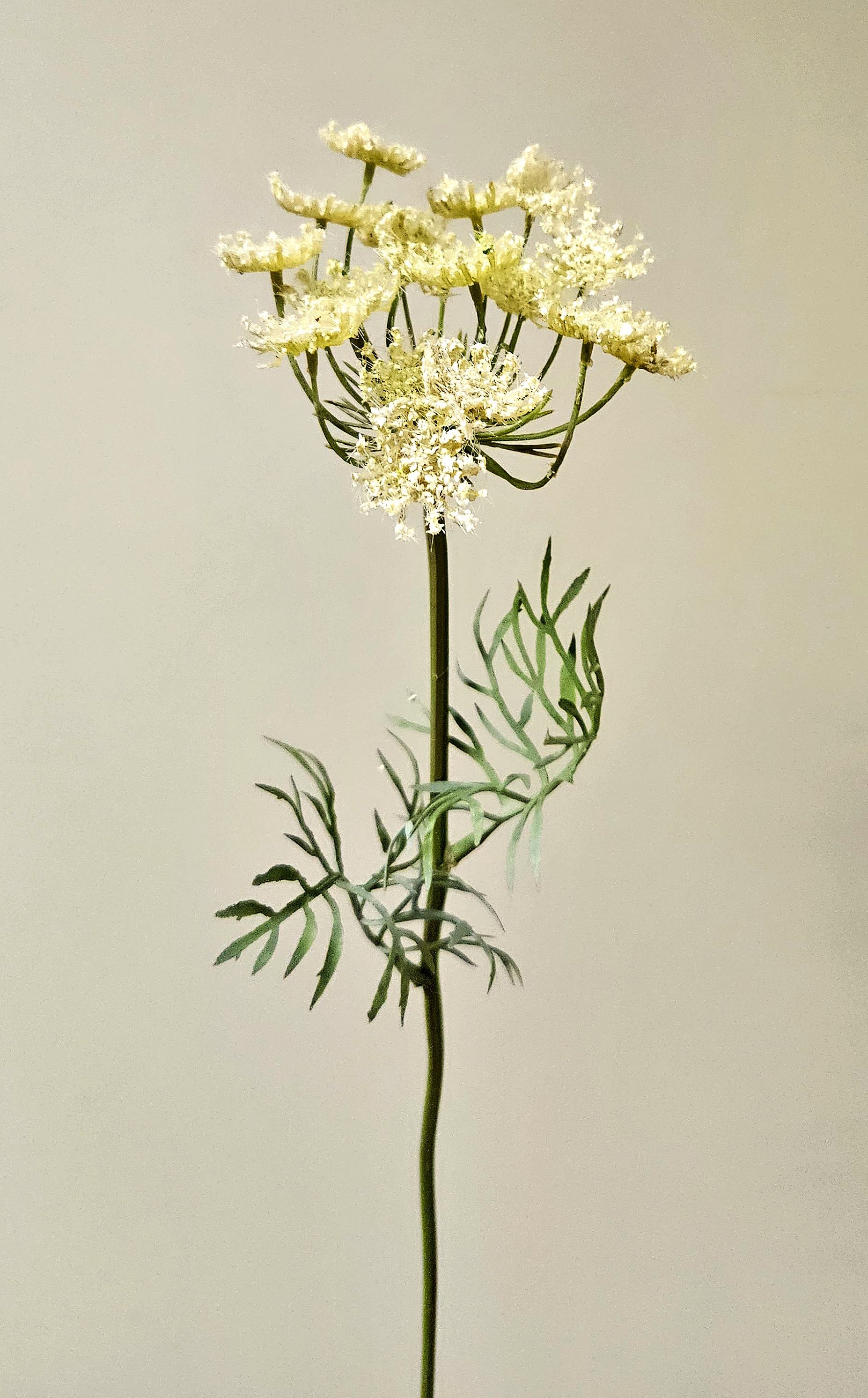 Künstliche Schafgarbe, 1-fach, 58 cm, pur weiß