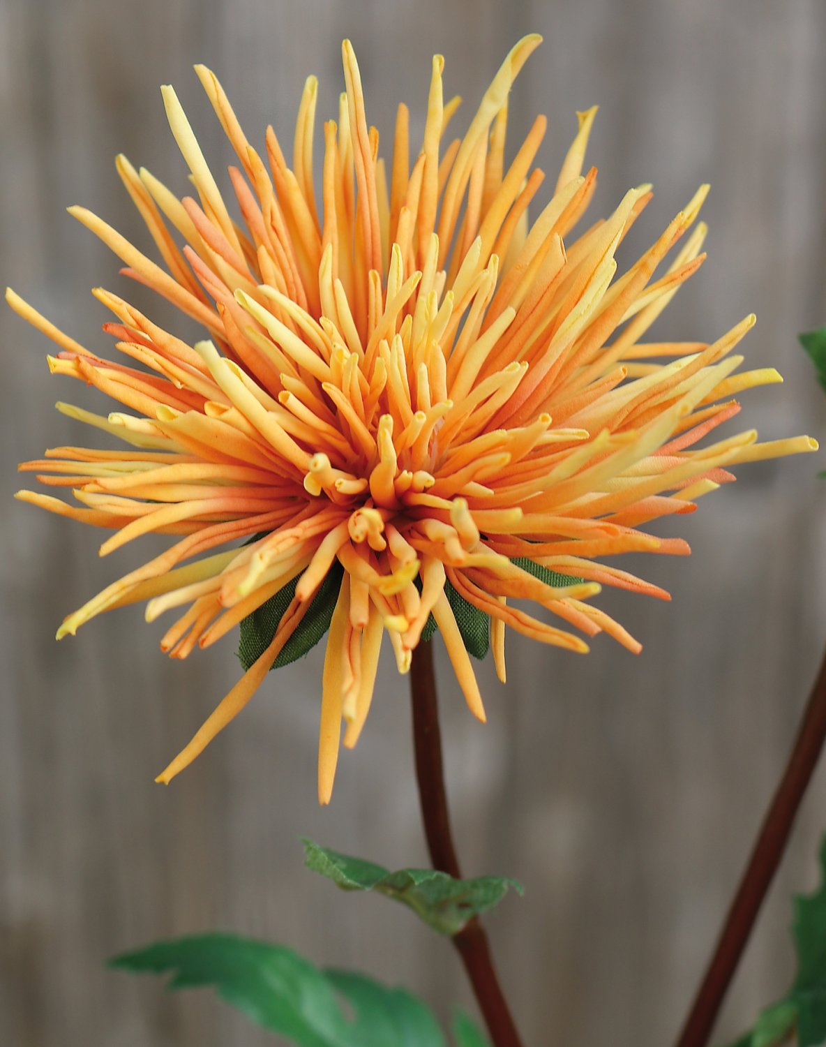 Künstliche Strahlen-Chrysantheme, 2-fach, 72 cm, orange
