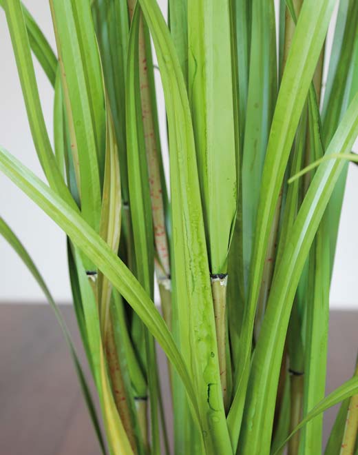 Ciuffo d'erba artificiale, in vaso, 150 cm, verde