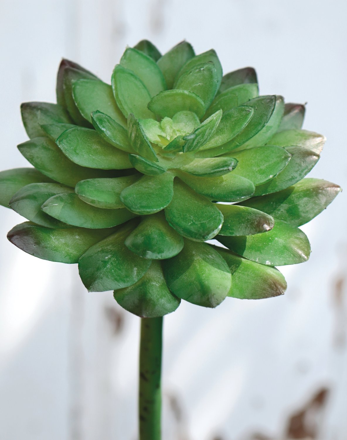 Künstliche Echeveria auf Steckstab, 21 cm, grün
