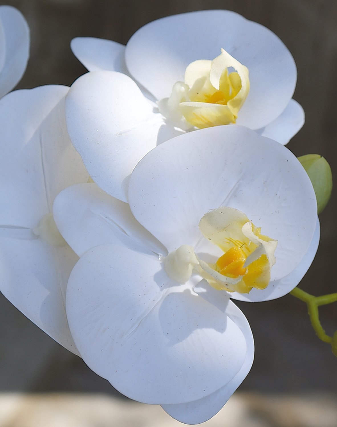 Künstliche Orchidee Phalaenopsis, 64 cm, Real Touch Soft, creme-weiß