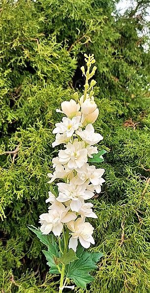 Deko Delphinium, 74 cm, creme-gelb