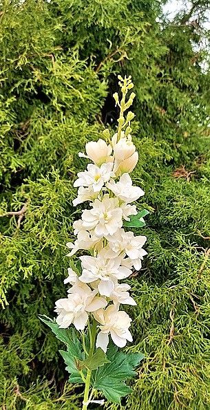 Delphinium artificial, 74 cm, amarillo-crema Delphinium artificial, 74 cm, amarillo-crema