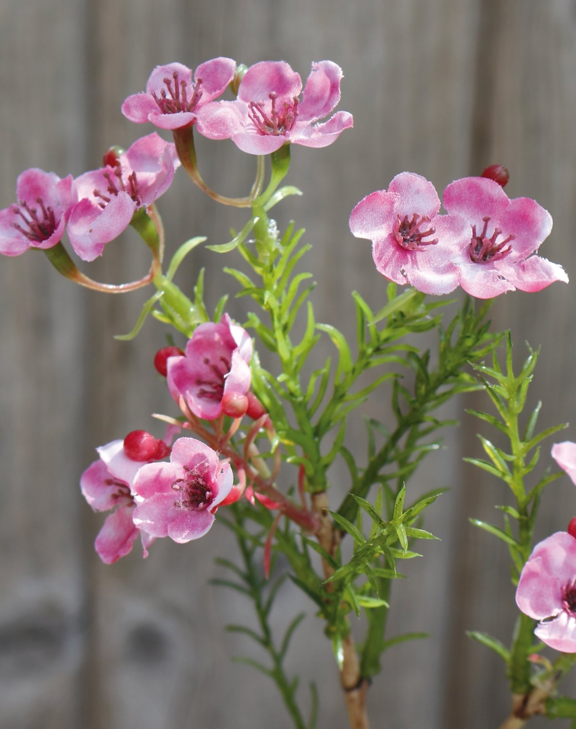 Künstliche Wachsblume, 25 cm, pink