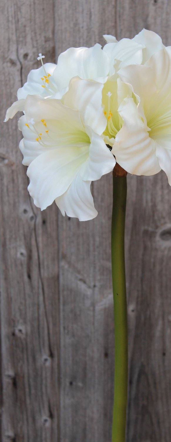 Silk amaryllis, 71 cm, white