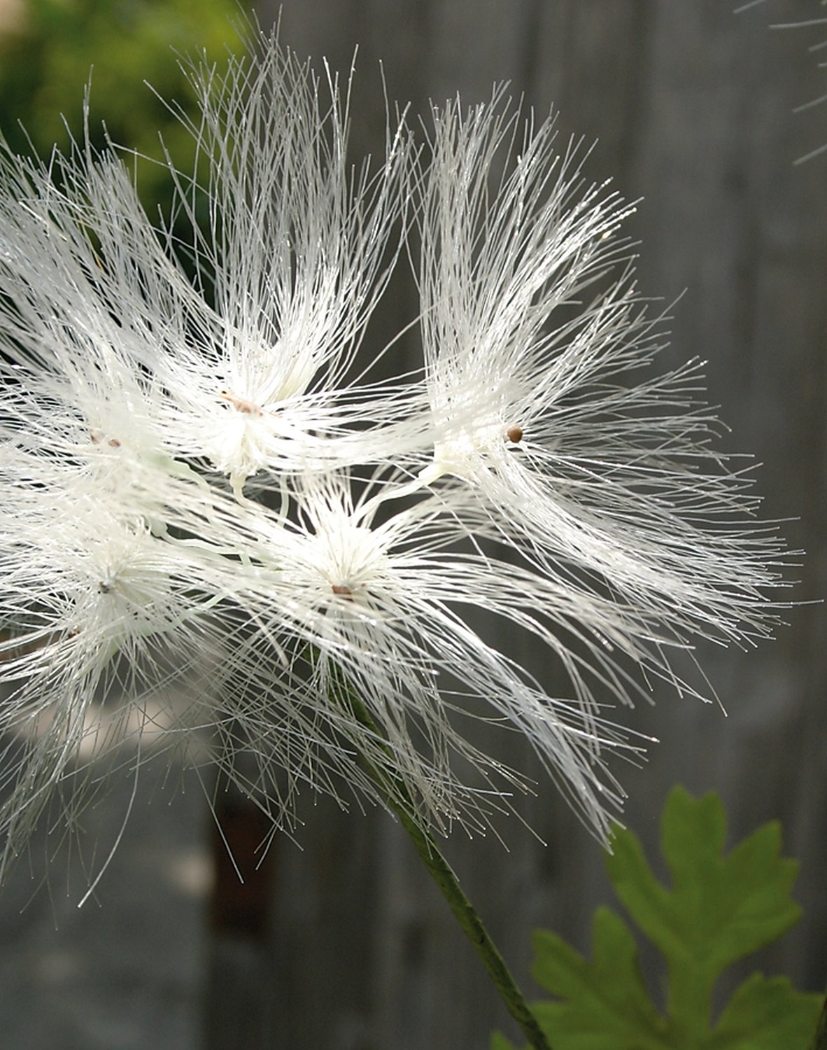 Artificial dandelion, 2-flowers, 78 cm, beige-white