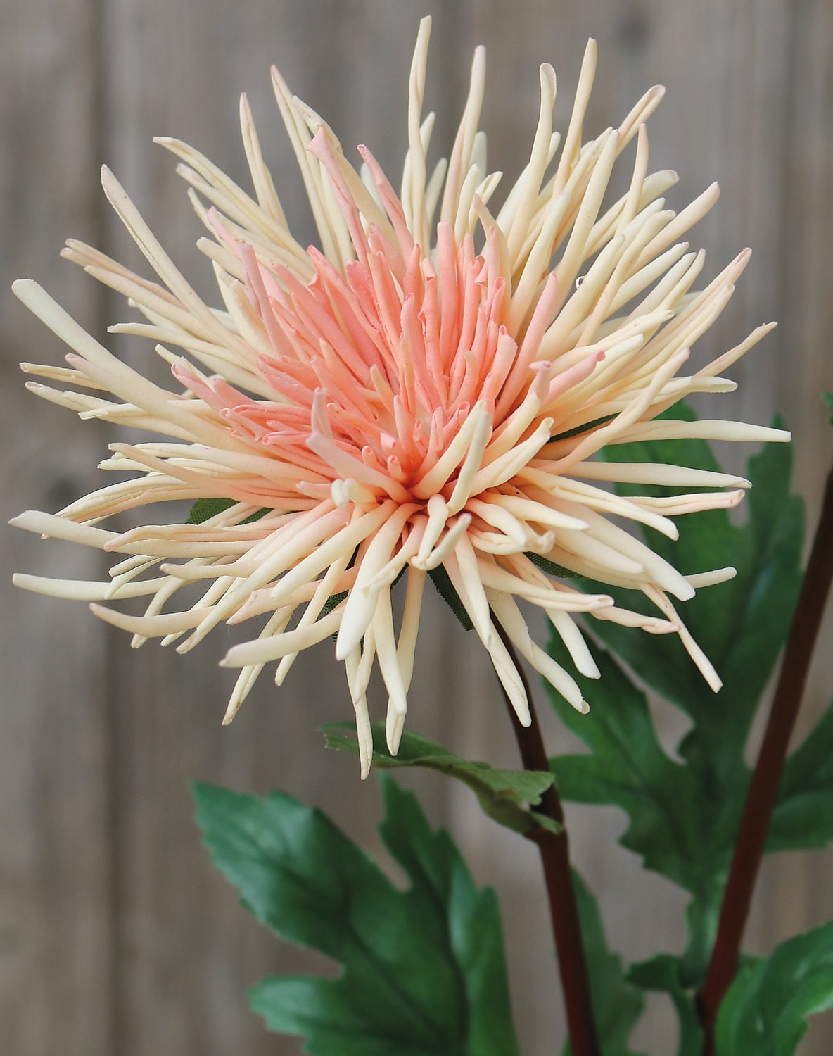 Silk Chrysanthemum, 2-flowers, 72 cm, apricot