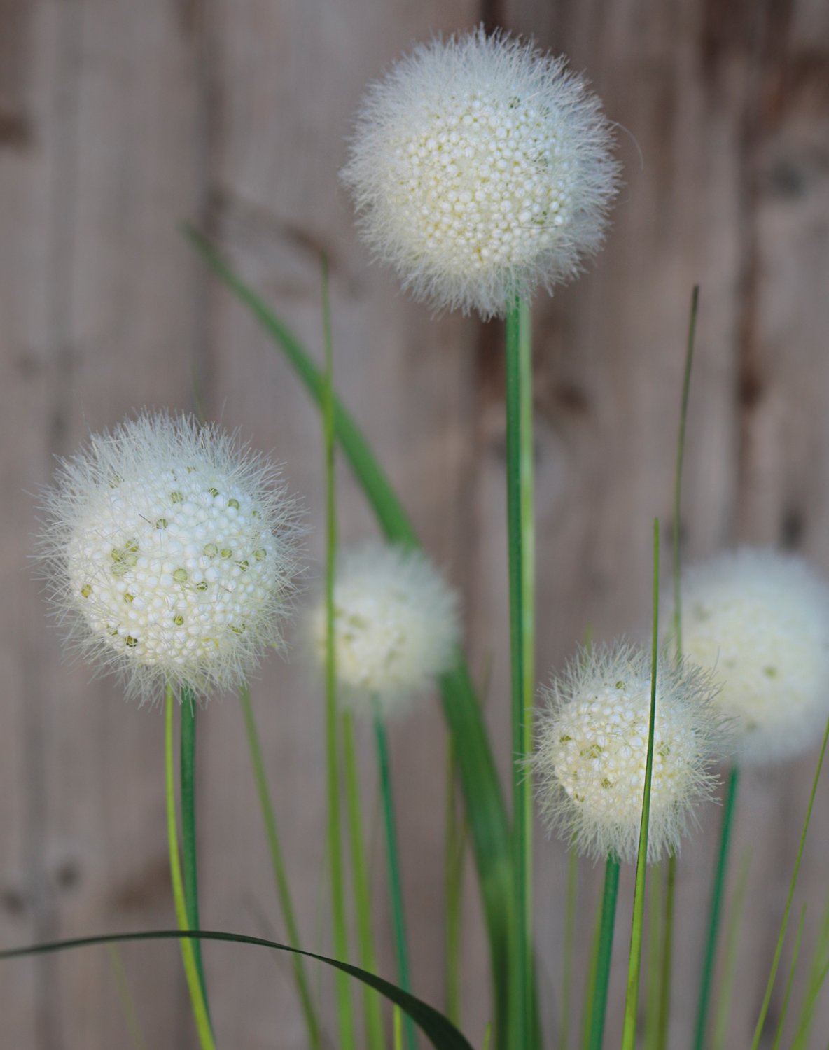 Artificial grass ball, 75 cm, green-white