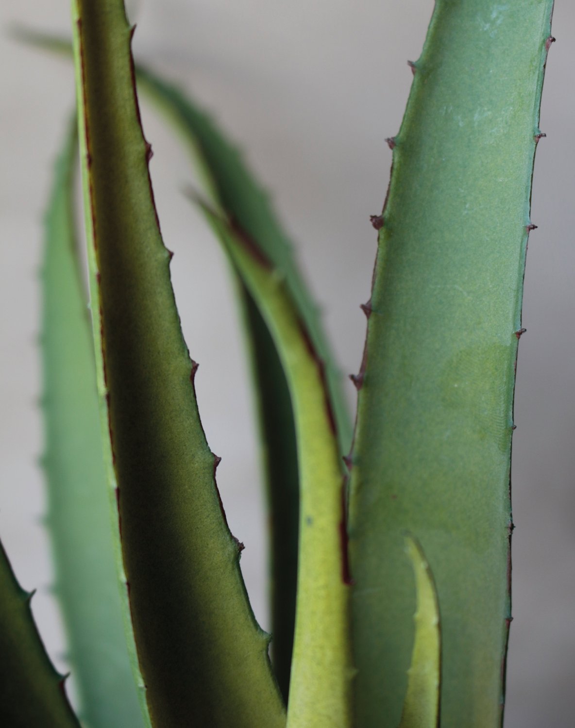 Künstliche Aloe, getopft, 43 cm, grün