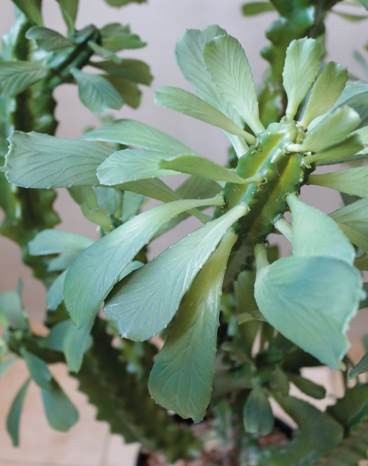 Künstliche Euphorbia trigona, getopft, 88 cm, grün
