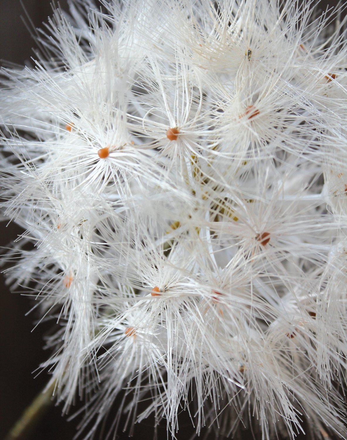 Artificial dandelion, 2-flowers, 85 cm, beige-white