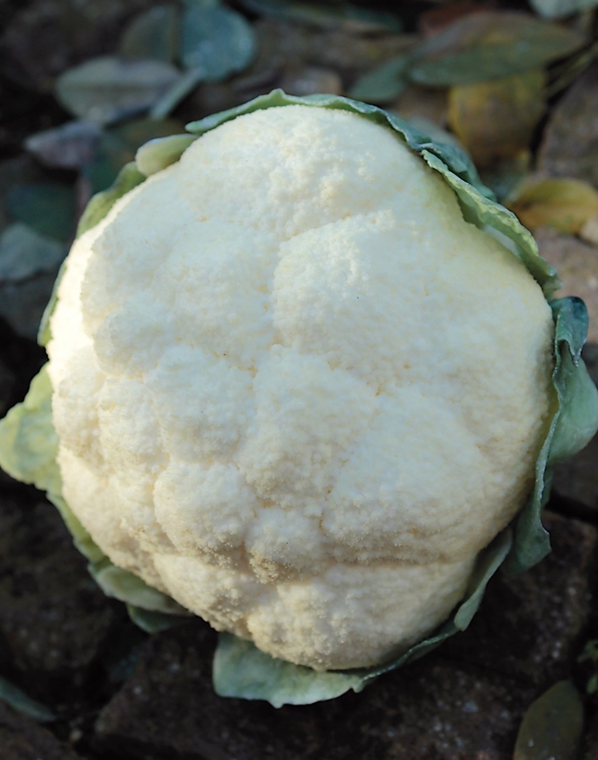 Cavolfiore artificiale, 16 cm, bianco-verde