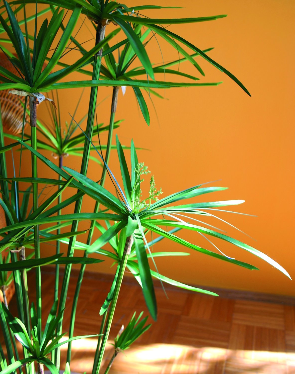 Erba artificiale di cyperus, in vaso, 180 cm, verde