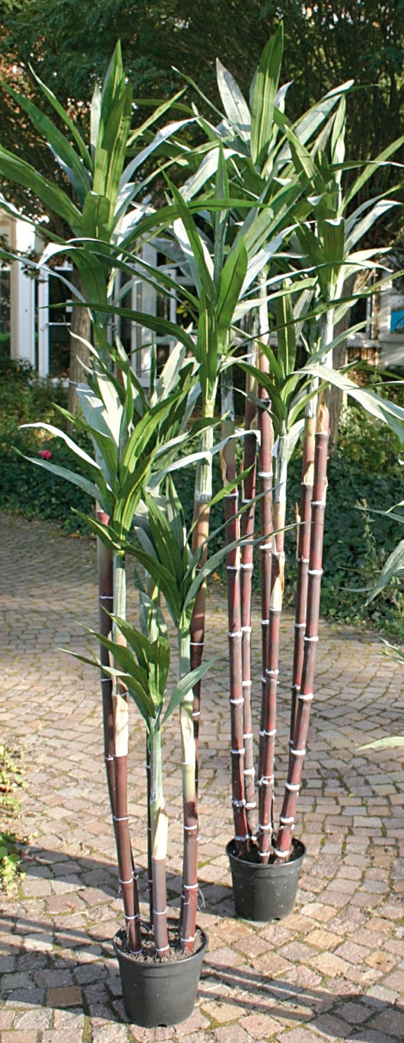 Canna da zucchero artificiale, 7 tronchi, in vaso, 210 cm, verde