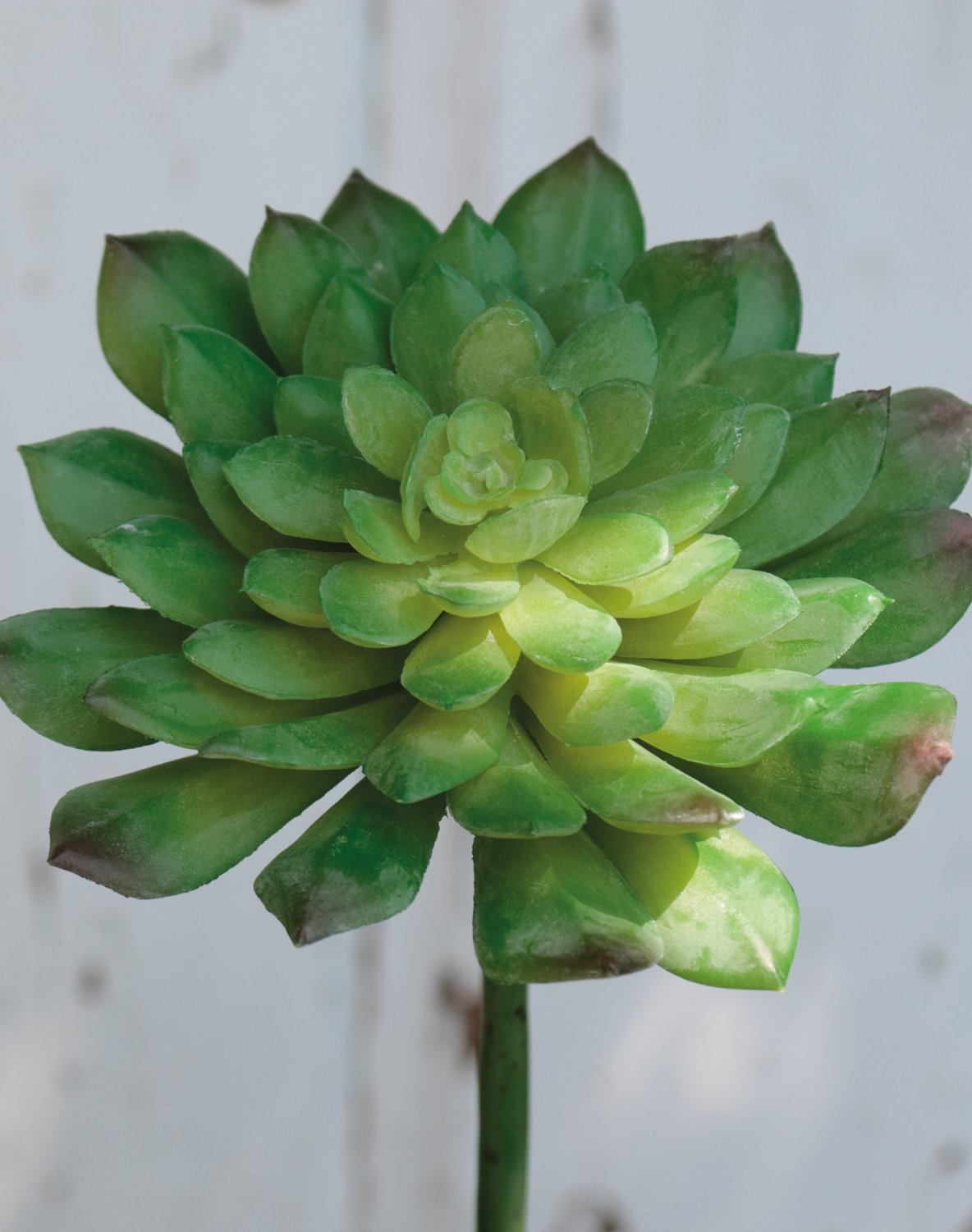 Künstliche Echeveria auf Steckstab, 16 cm, grün
