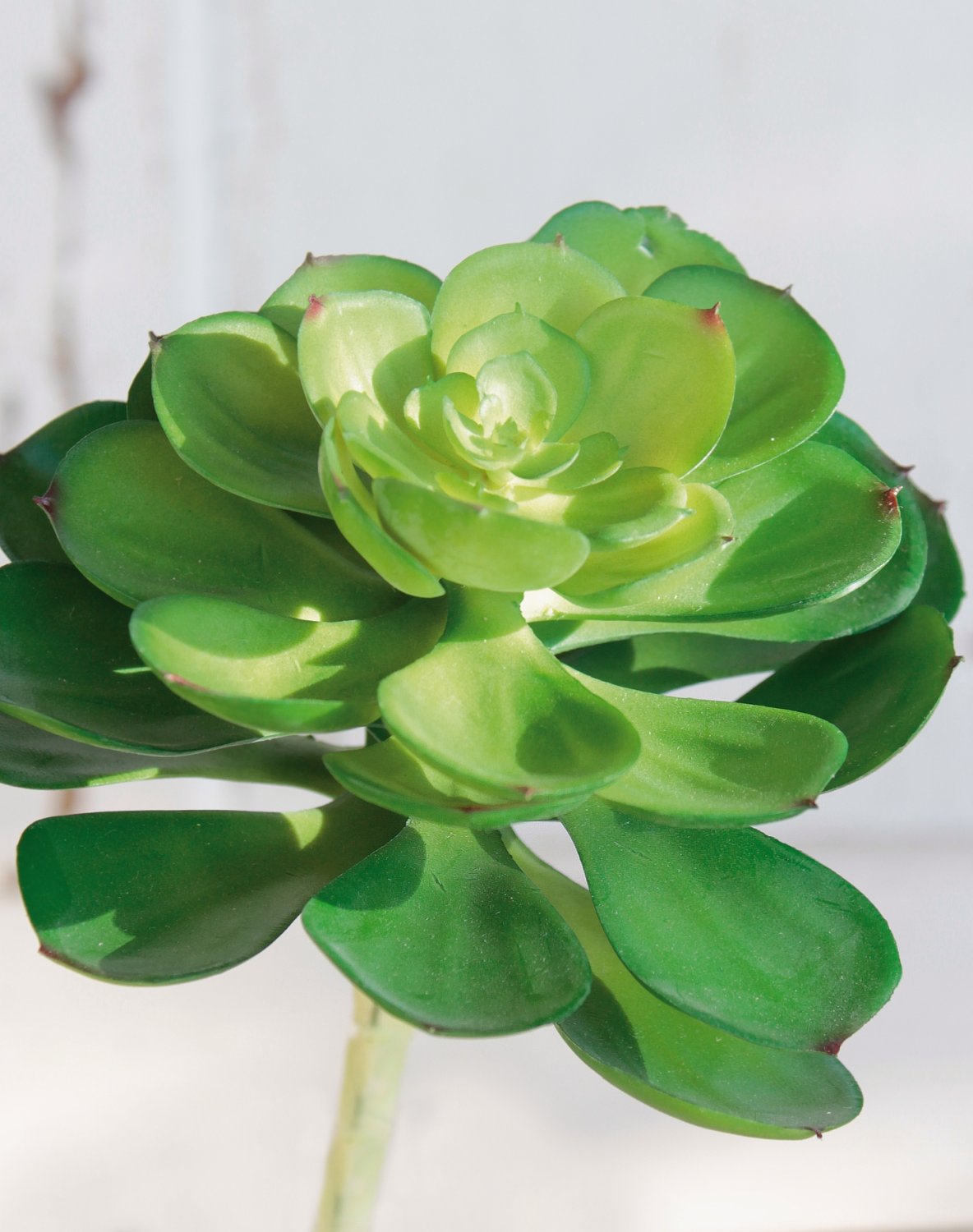 Künstliche Echeveria auf Steckstab, 17 cm, Ø 12 cm, grün