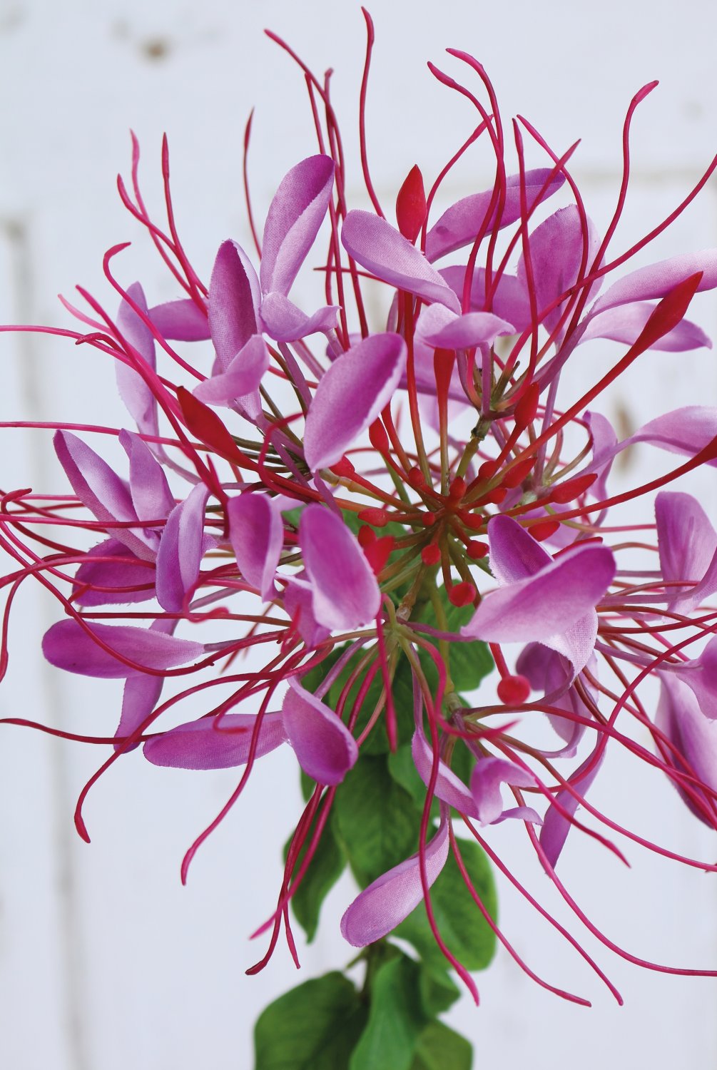 Artificial spider flower (cleome ), 85 cm, dark violet