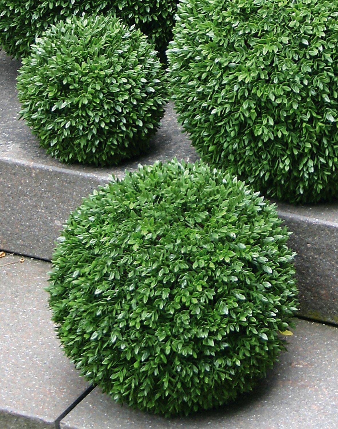 Künstliche Buchsbaumkugel aus Kunststoff, Ø 35 cm, grün