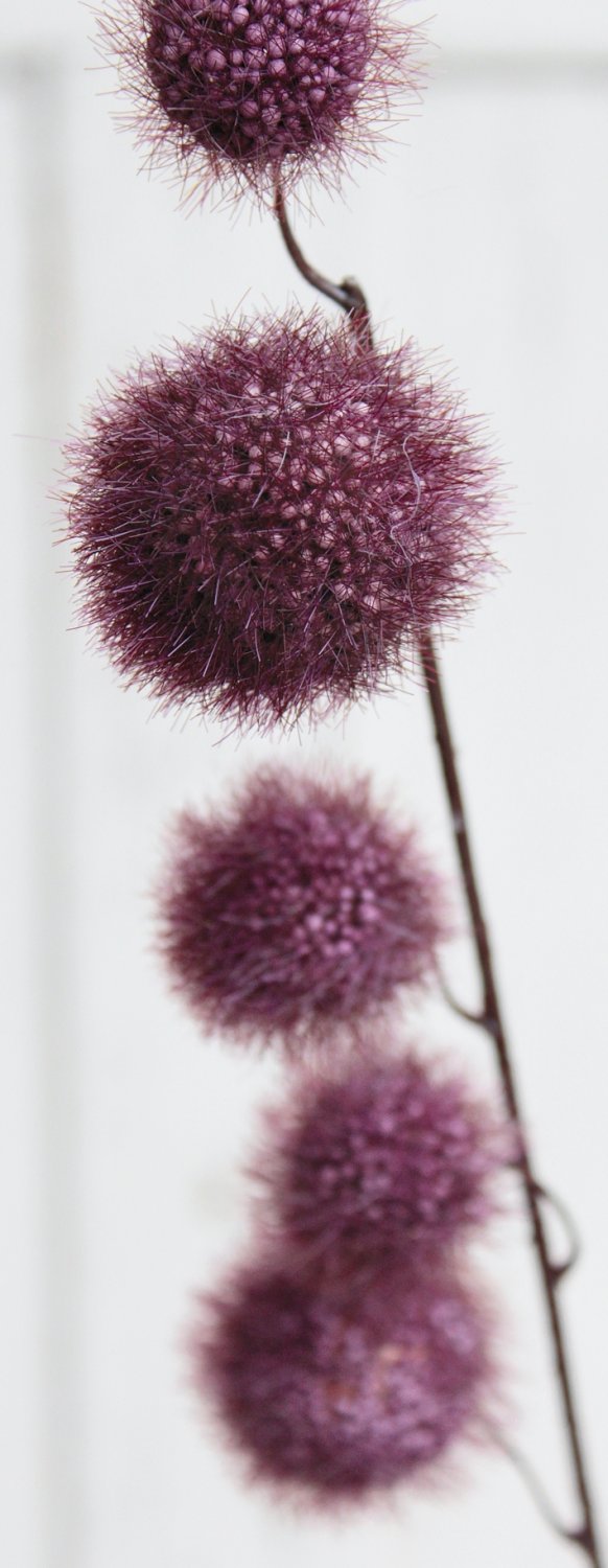 Künstlicher Gomphocarpus-Fruchtzweig, 103 cm, trendy purple