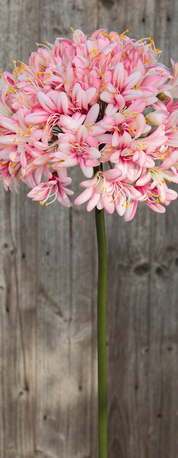 Künstlicher Agapanthus, 102 cm, hellrosa