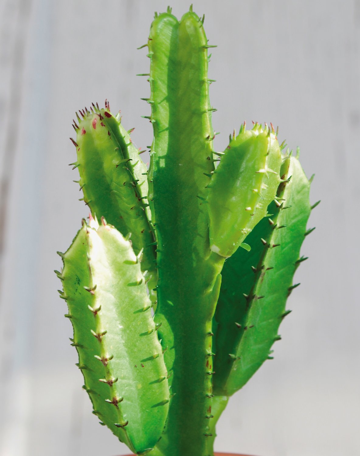 Succulent fake plants on stick, 17 cm, green