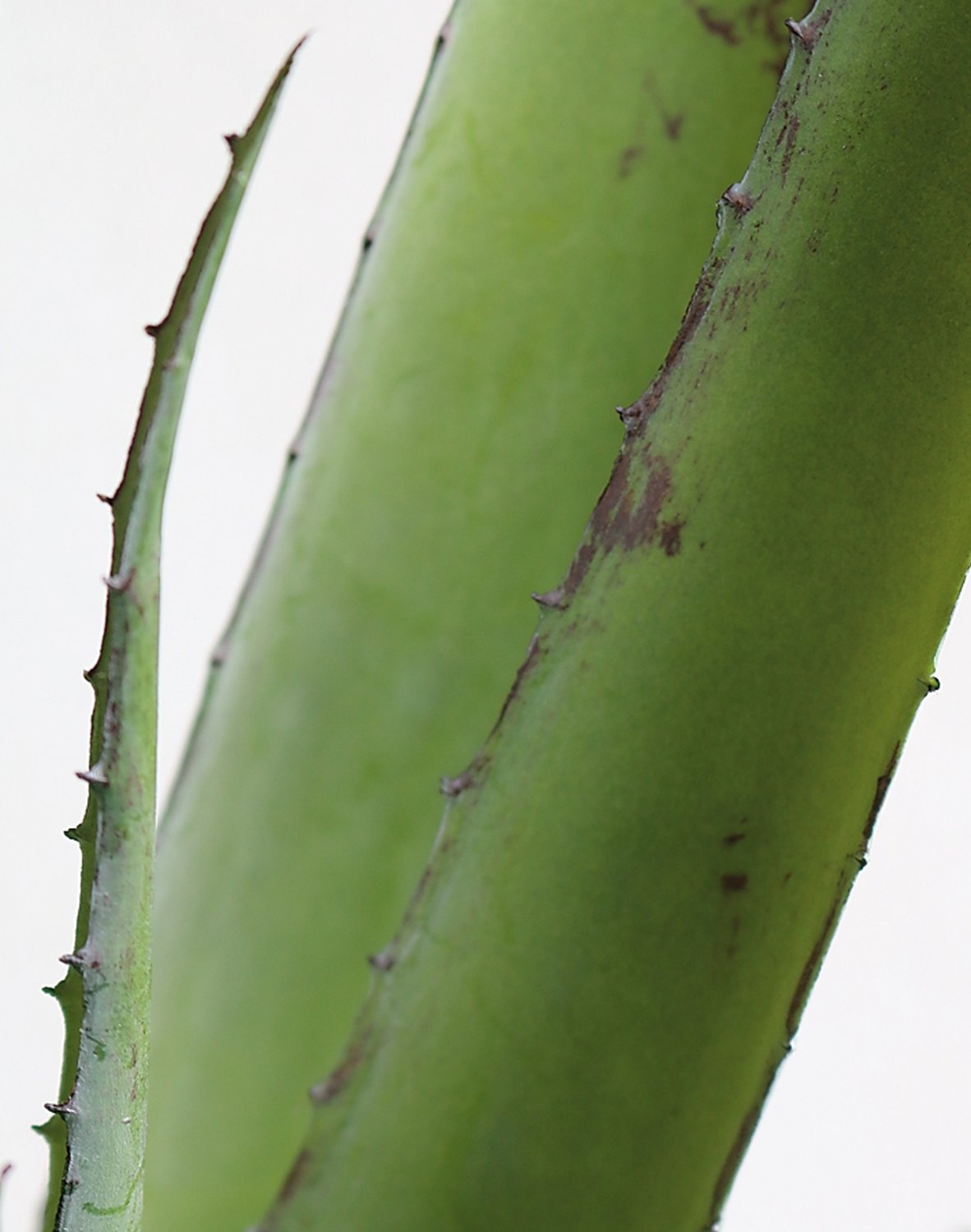 Aloe artificiale in vaso, 50 cm, verde