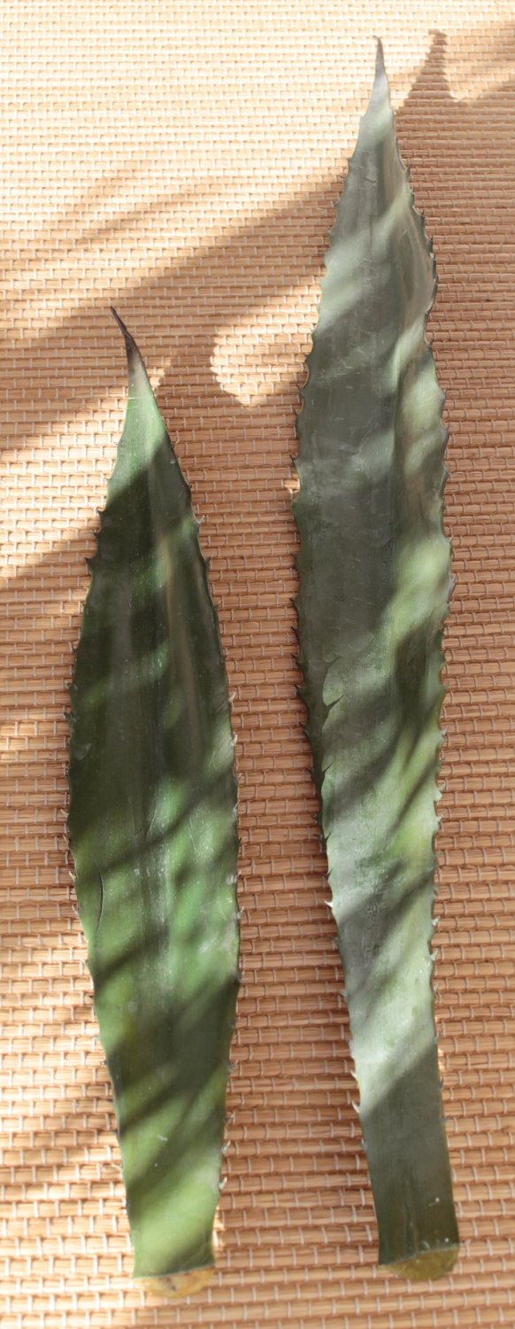 Artificial aeonium leaf, 108 cm, green