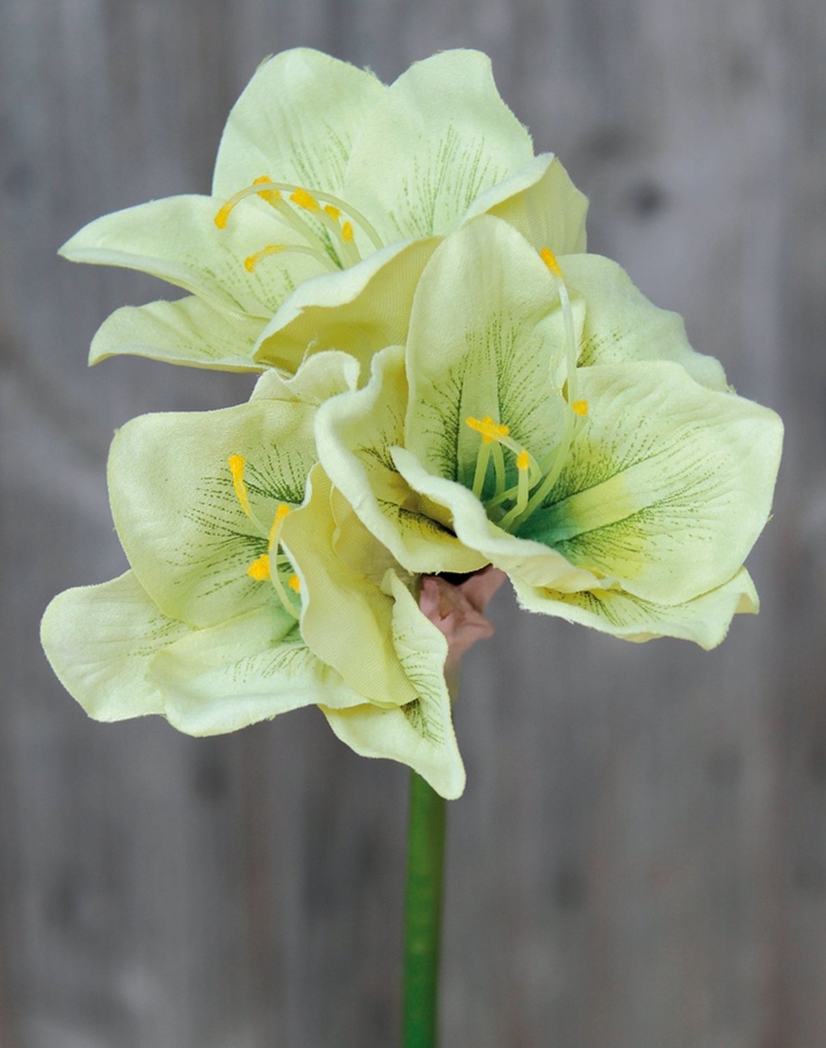 Künstliche Amaryllis, 3 Blüten, 55 cm, maigrün