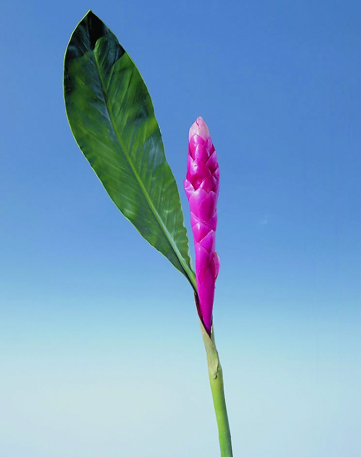 Künstliche Ingwer Blüte, 115 cm, pink