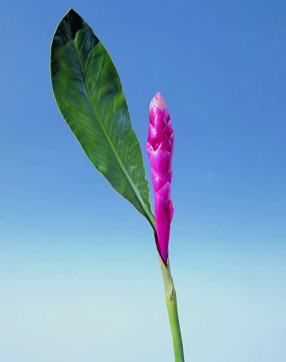 Imitation ginger flower, 115 cm, pink