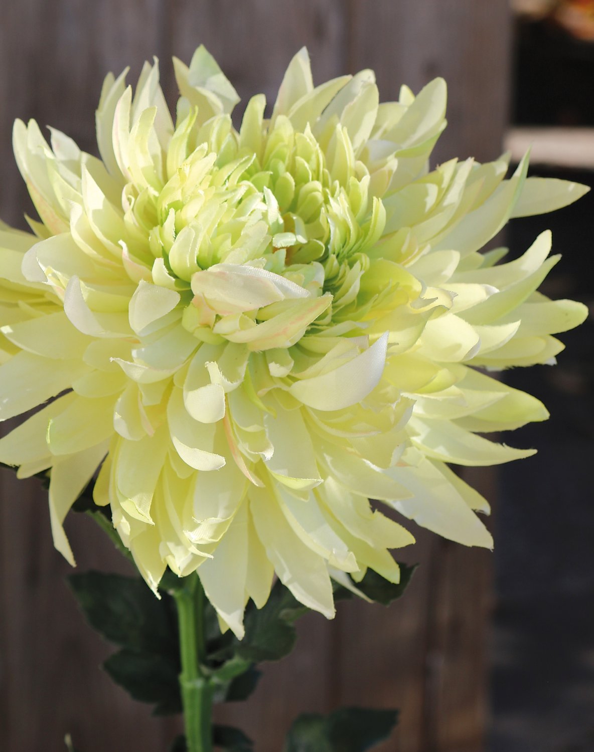 Künstliche Chrysantheme, 62 cm, creme-grün