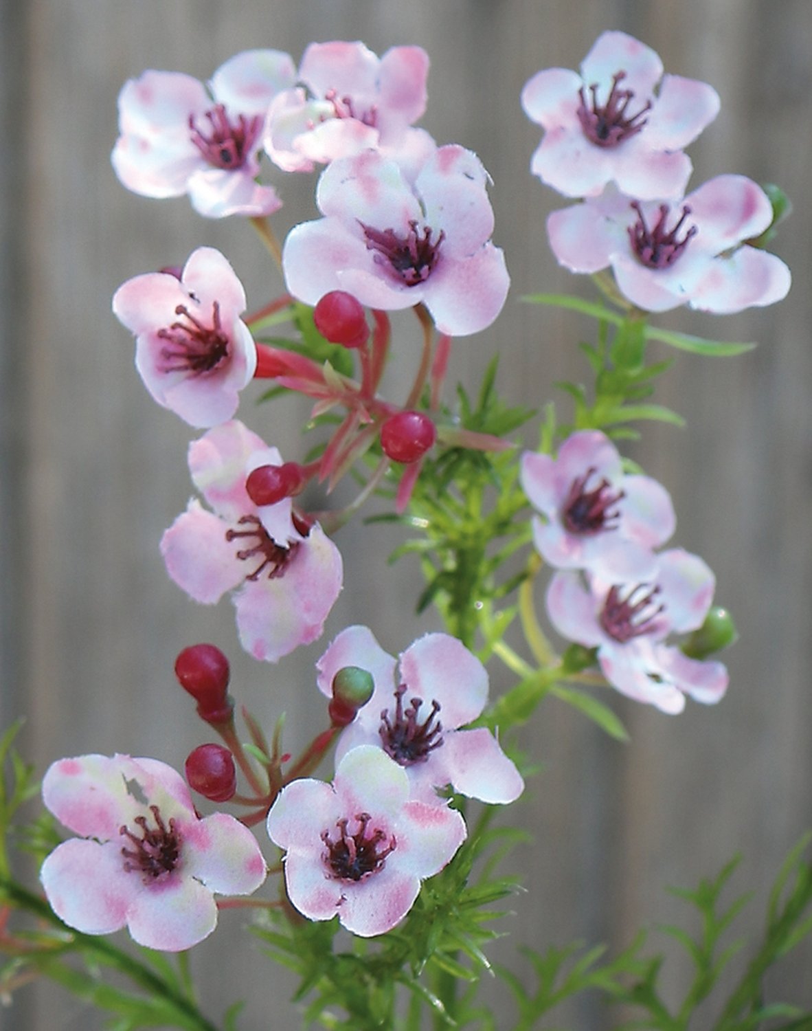 Künstliche Wachsblume, 65 cm, rosa