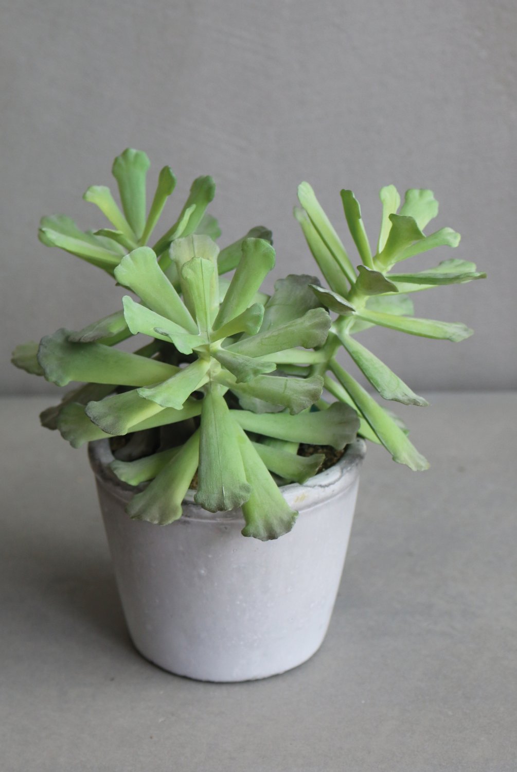 Faux succulent, potted, 18 cm, green