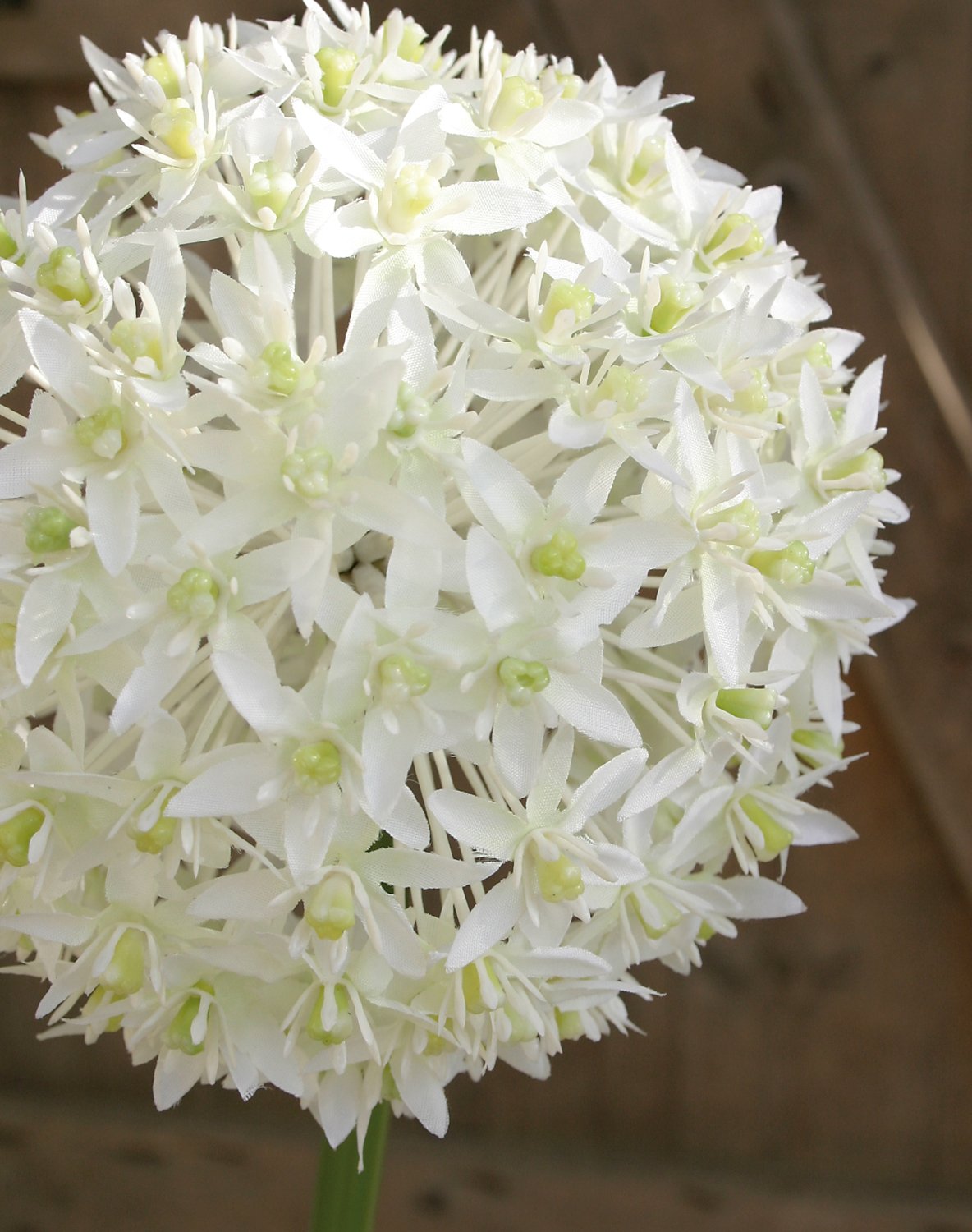 Silk allium, 80 cm, white
