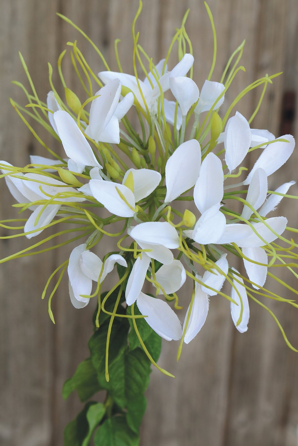 Artificial spider flower (cleome), 85 cm, beige-white