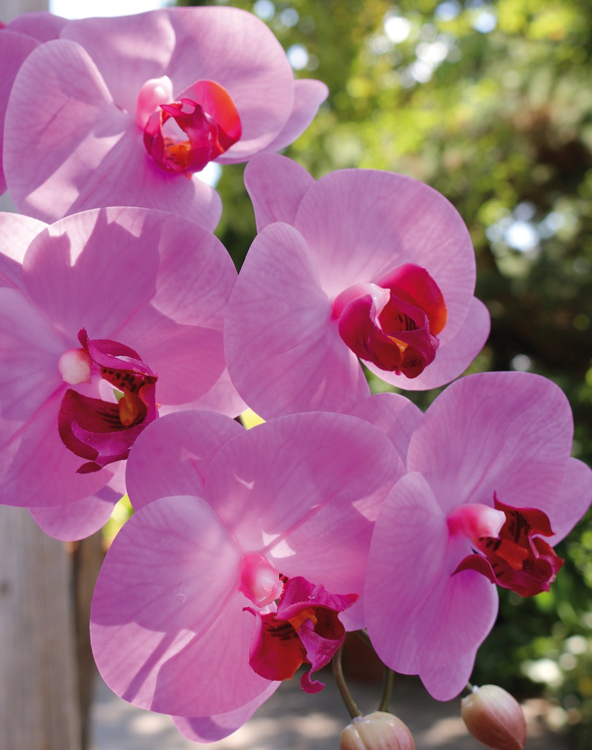 Künstliche Orchidee Phalaenopsis, 100cm, Real Touch Soft, cerise Künstliche Orchidee Phalaenopsis, 100cm, Real Touch Soft, cerise