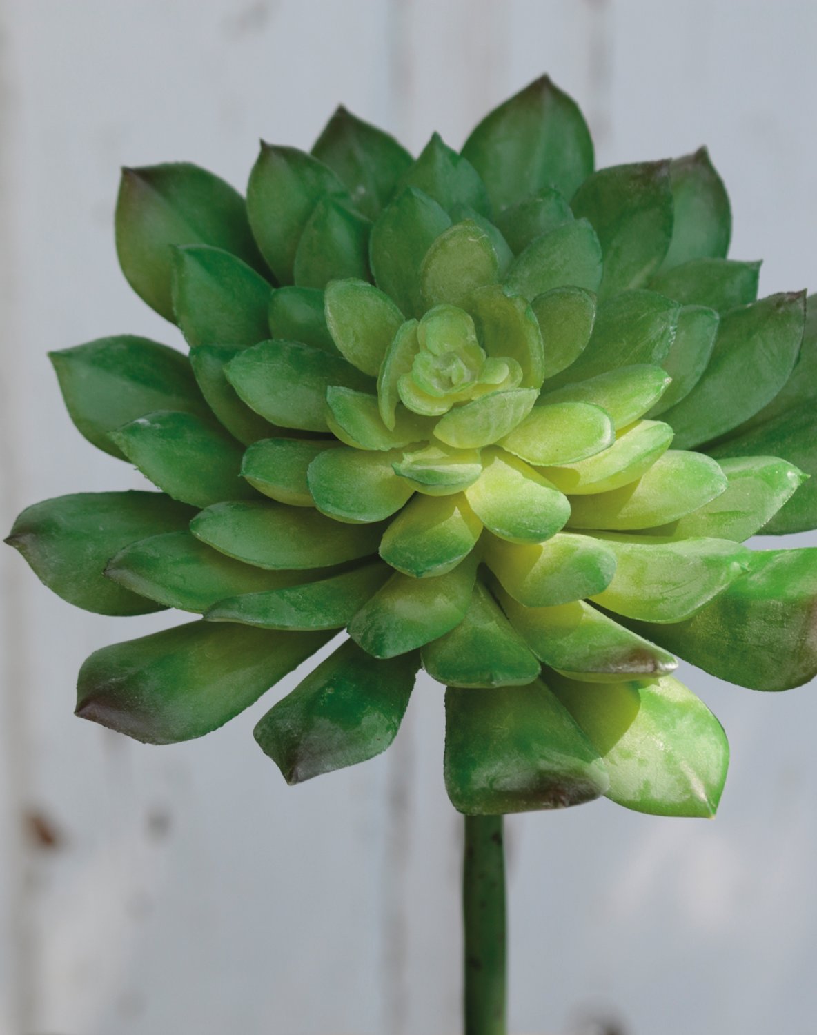 Künstliche Echeveria auf Steckstab, 16 cm, grün